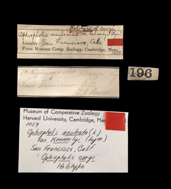 Media type: image;   Invertebrate Zoology OPH-1059 Aspect: labels